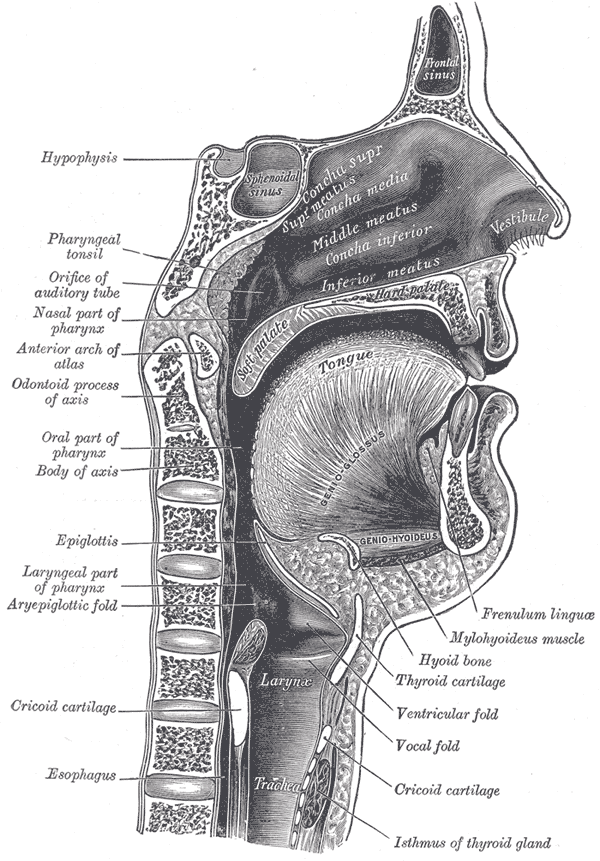 Figure 8.1a — Sagittal section of nose, mouth, pharynx, and larynx (Gray’s Anatomy Plate 994)