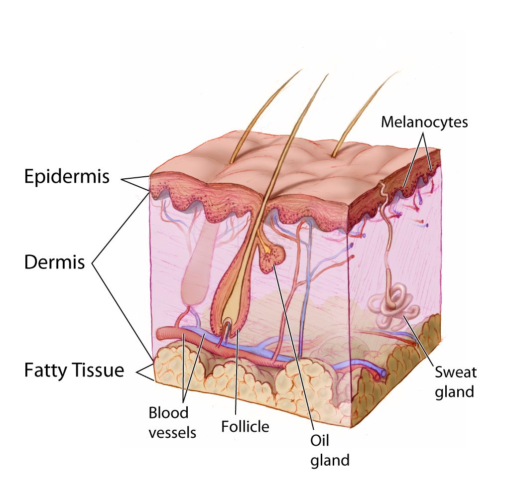Figure 4.2 — Skin cross-section showing the layers of skin and associated structures (epidermis, dermis, fatty subcutaneous tissue, hair follicles, sebaceous and sweat glands, blood vessels). Use this layered view to map burn-depth penetration: superficial = epidermis only; superficial partial = into papillary dermis; deep partial = into reticular dermis; full-thickness = through dermis with loss of dermal appendages and sensory endings; interpret sensation with the other examination findings; subdermal = into fat, muscle, tendon, or bone.