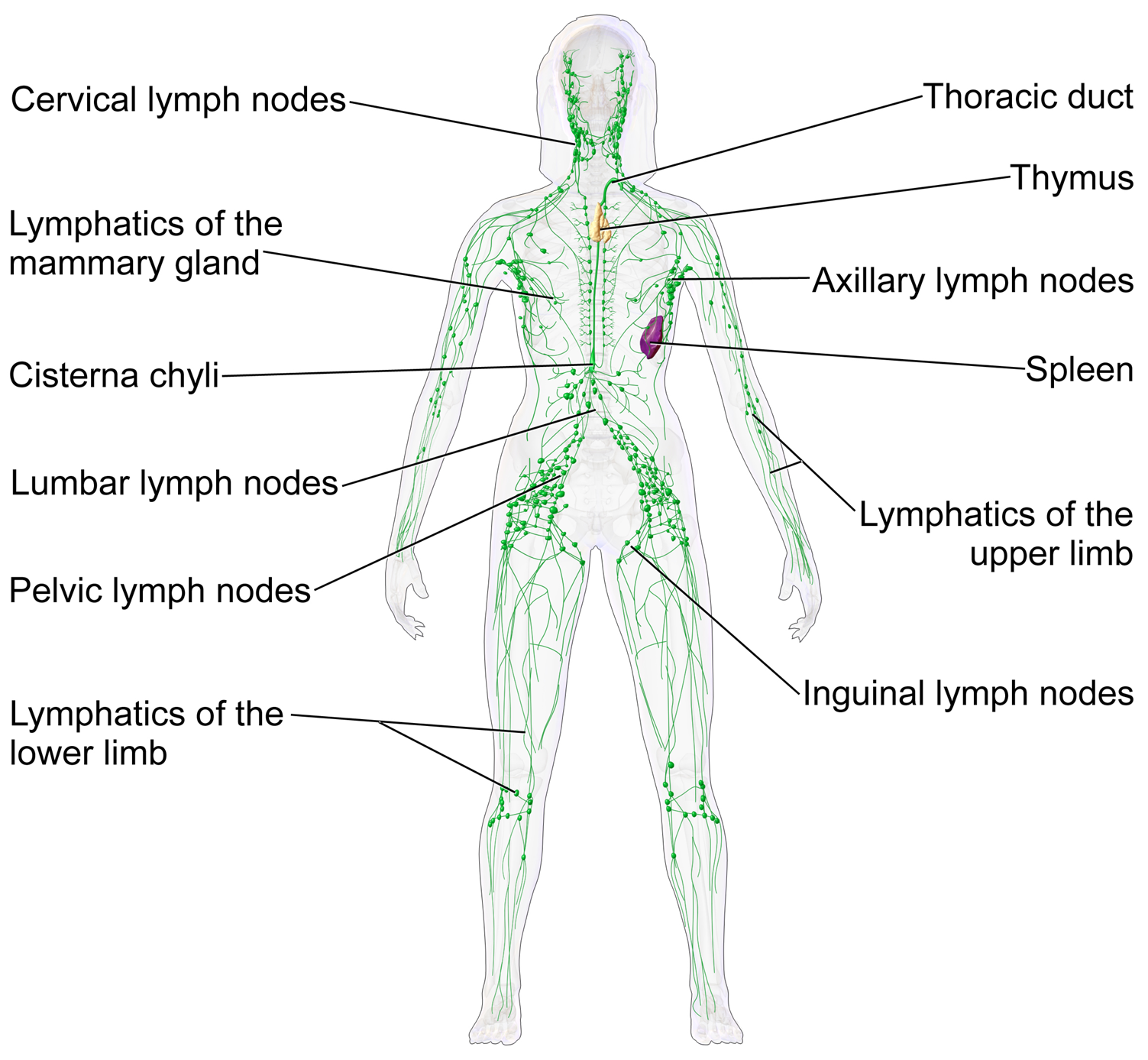 Figure 10.1 — Female lymphatic system anatomy showing the major regional node groups (cervical, axillary, inguinal, retroperitoneal), the lymphatic vessels of the limbs and trunk, and the central thoracic duct draining into the left subclavian vein at the venous angle. The right lymphatic duct drains the right head, neck, right arm and upper chest into the right subclavian vein.