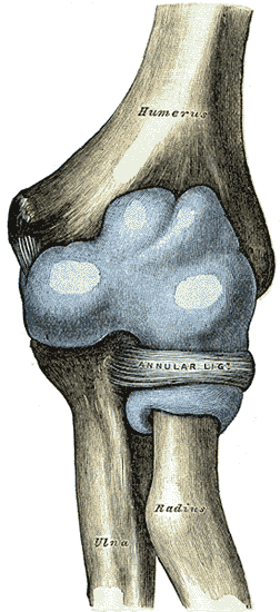 Figure 4.1 — Capsule of the Elbow Joint (Distended, Anterior Aspect)