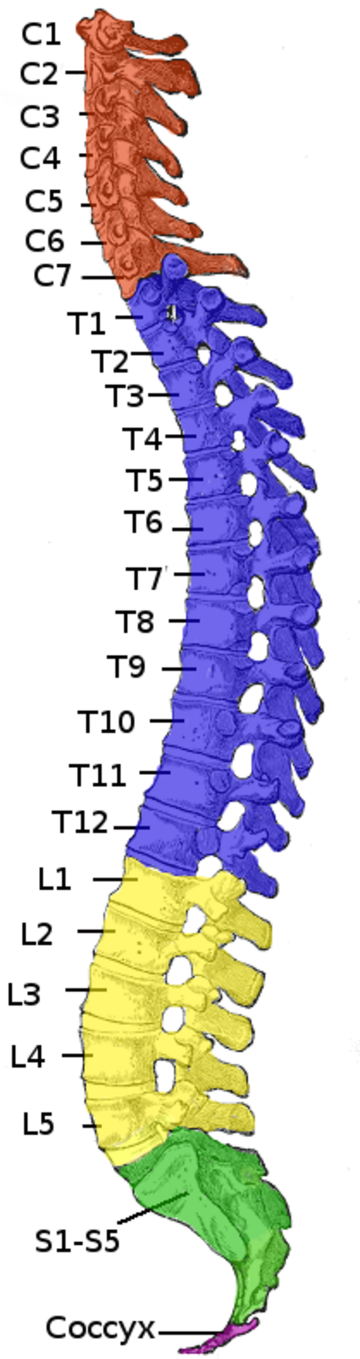 Figure 14.1 — Lateral view of the vertebral column with the five regions colour-coded (cervical, thoracic, lumbar, sacrum, coccyx) and physiologic curves labelled.