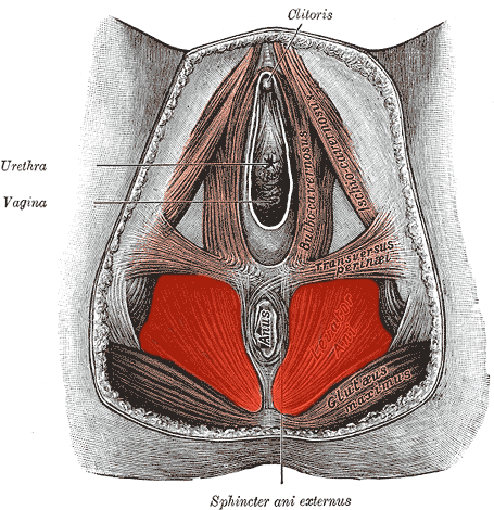 Figure 14.1 — Perineal view of the pelvic floor: superficial perineal muscles (ischiocavernosus, bulbocavernosus) overlying the levator ani group and coccygeus