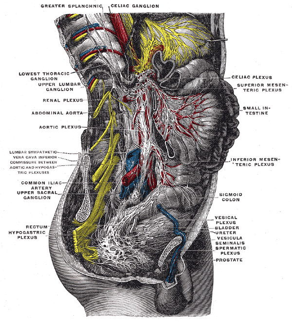 Figure 6.1a — Lower sympathetic chain and hypogastric/vesical plexuses; historical anatomical plate, not a complete map of bladder innervation