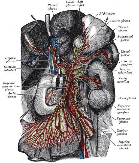 Figure 7.1a — Celiac ganglia and sympathetic plexuses of the abdominal viscera (vagal-sympathetic interplay along GI tract)