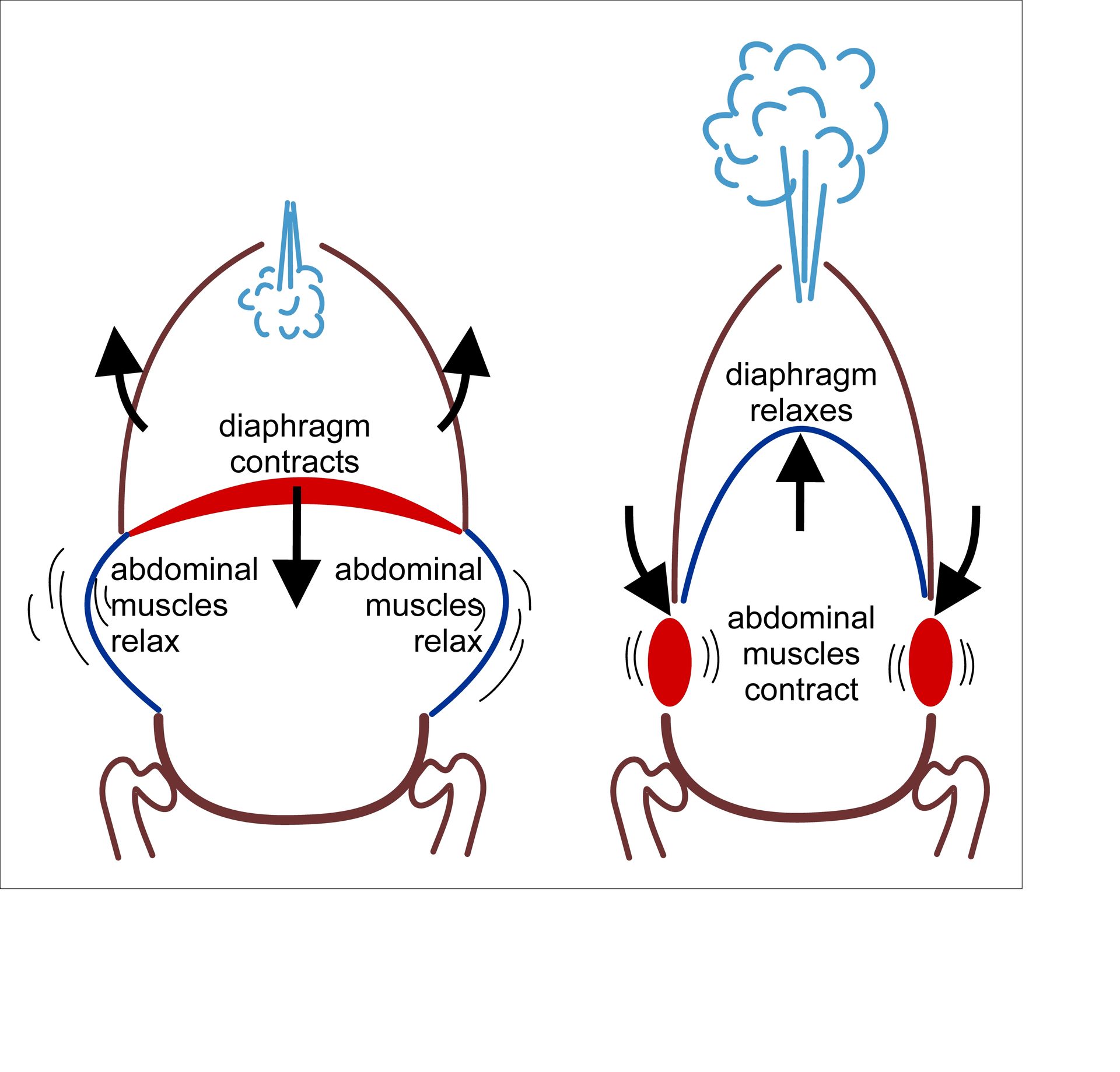 Figure 8.1a — Diaphragm and abdominal movement during forceful inhalation and exhalation