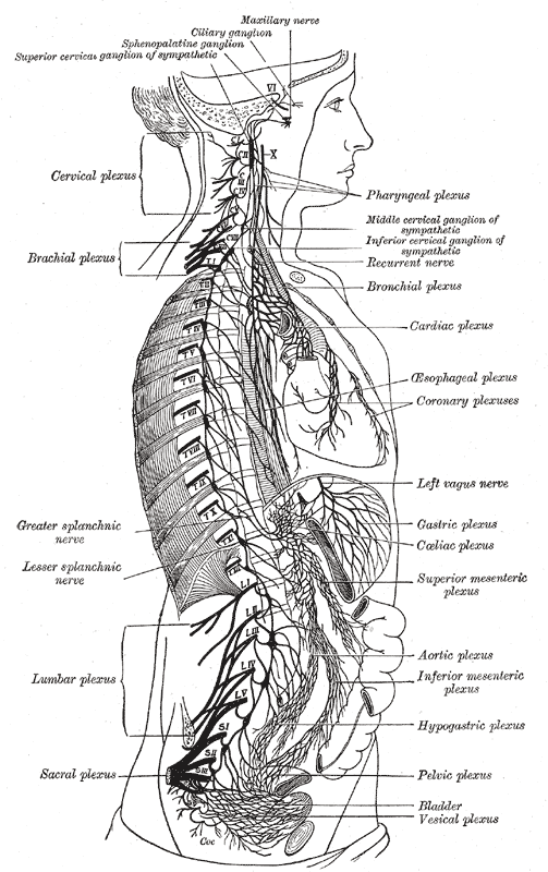 Figure 13.1a — Right sympathetic chain with thoracic, abdominal, and pelvic plexuses (substrate of the hypogastric/pelvic Point and Shoot circuitry)