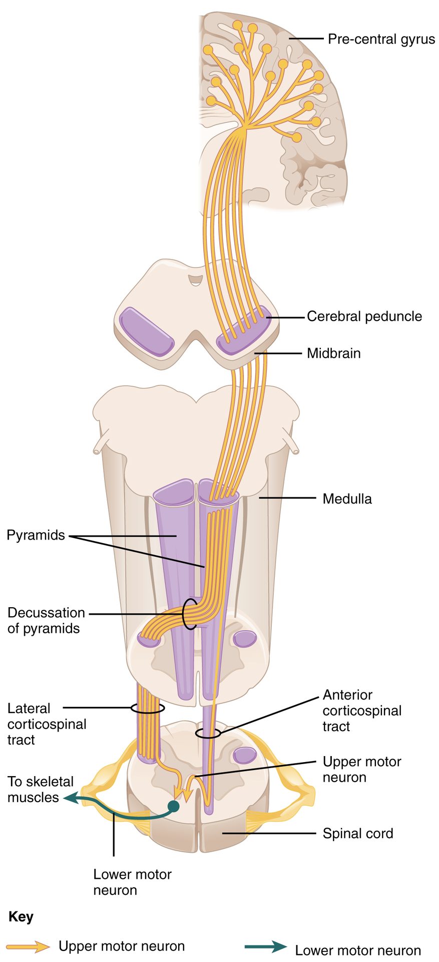 Figure 10.1a — Corticospinal (pyramidal) tract from precentral gyrus through cerebral peduncle and pyramidal decussation to the lateral and anterior corticospinal tracts; the descending UMN pathway whose damage releases unopposed reticulospinal/vestibulospinal facilitation in TBI spasticity